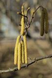 Corylus avellana. Веточка с мужскими соцветиями. Санкт-Петербург, Кировский р-н, в уличном озеленении. 09.03.2025.