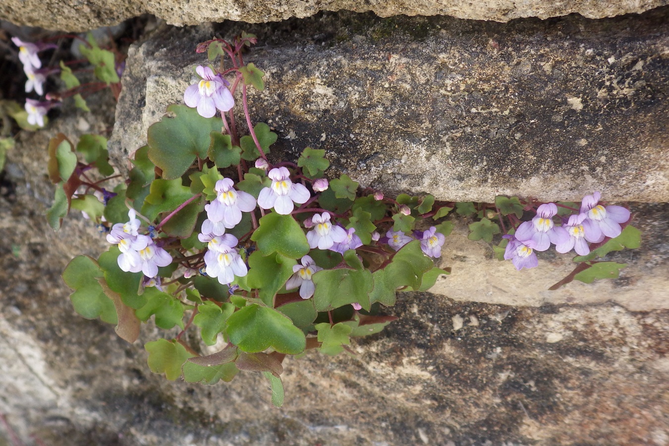 Image of Cymbalaria muralis specimen.