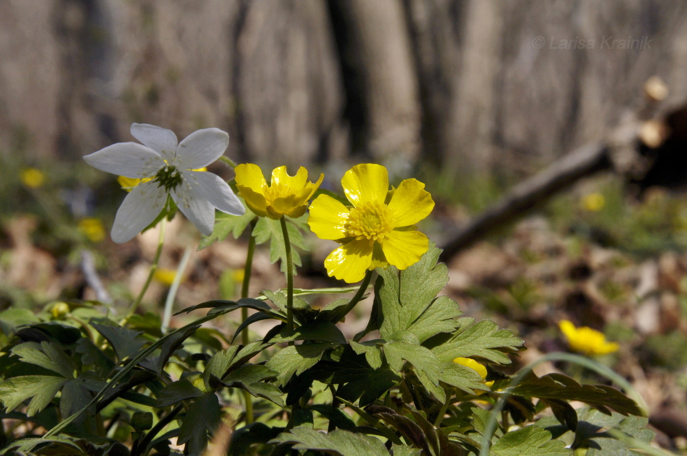 Image of Ranunculus franchetii specimen.
