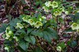 View full-size image Helleborus caucasicus