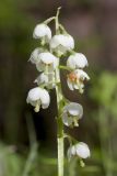 View full-size image Pyrola media