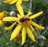 Смотреть изображение Euryops pectinatus