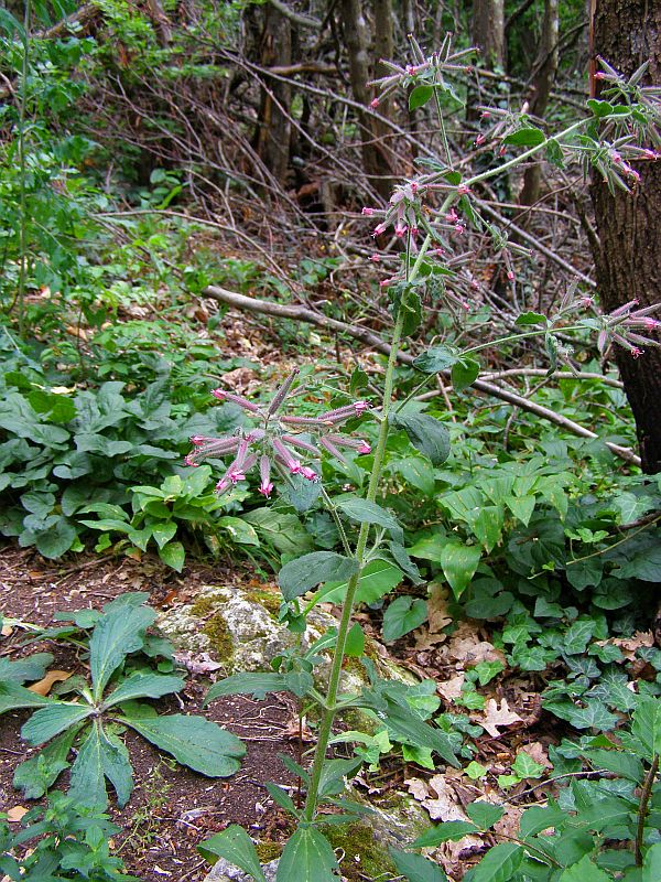 Изображение особи Saponaria glutinosa.