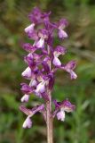View full-size image Anacamptis morio subspecies caucasica