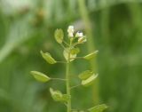 View full-size image Microthlaspi perfoliatum