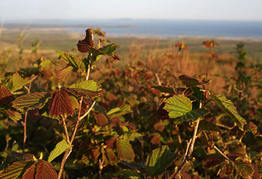 Image of Corylus heterophylla specimen.