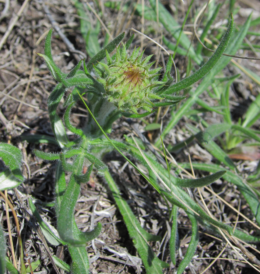 Image of Jurinea ledebourii specimen.