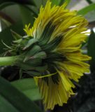 genus Taraxacum