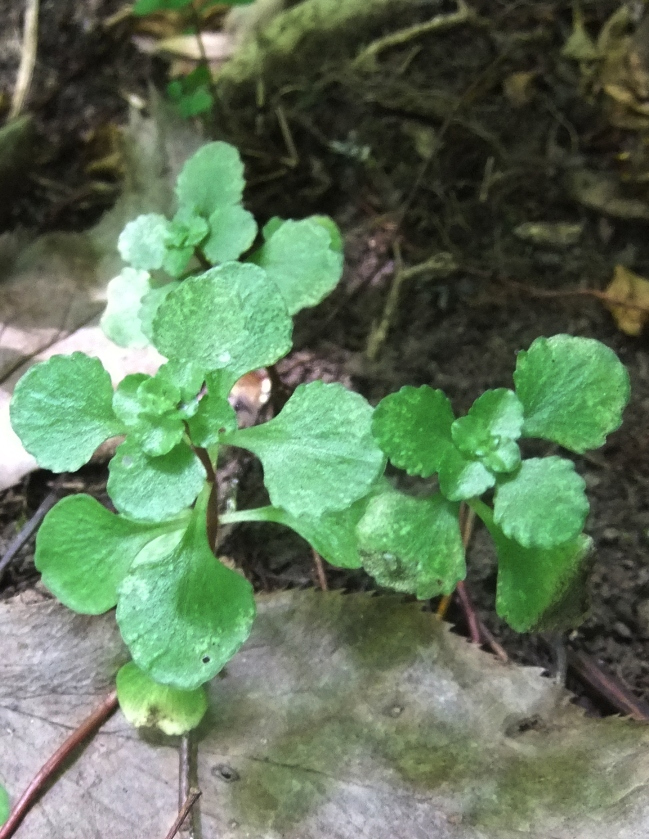 Image of Sedum stoloniferum specimen.