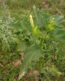 Datura stramonium