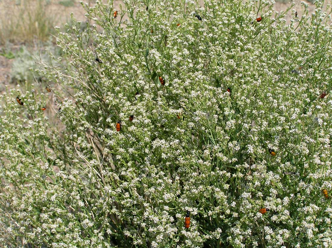 Изображение особи Lepidium coronopifolium.