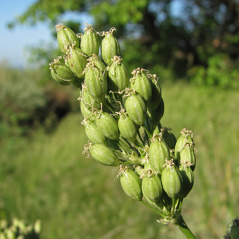 Image of Silene artemisetorum specimen.