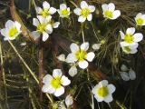 Ranunculus × glueckii. Цветки. Ярославская обл., Угличский р-н, дер. Масальское, р. Корожечна. 24.06.2011.