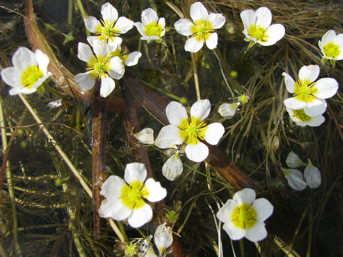 Image of Ranunculus &times; glueckii specimen.