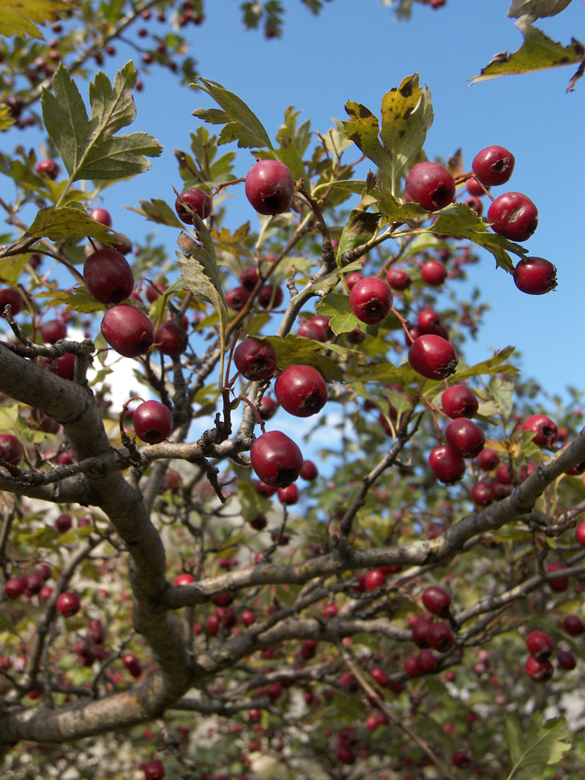 Изображение особи род Crataegus.