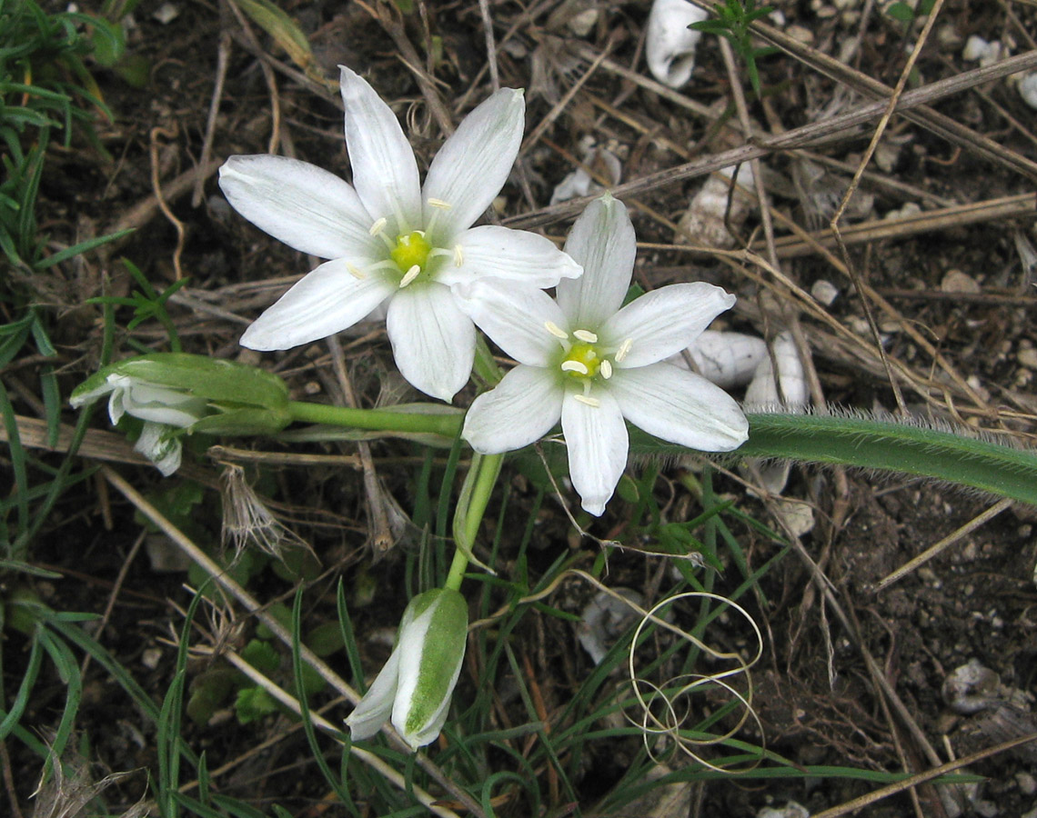 Изображение особи Ornithogalum fimbriatum.