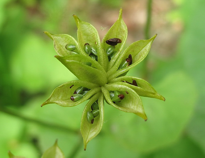 Image of Caltha silvestris specimen.