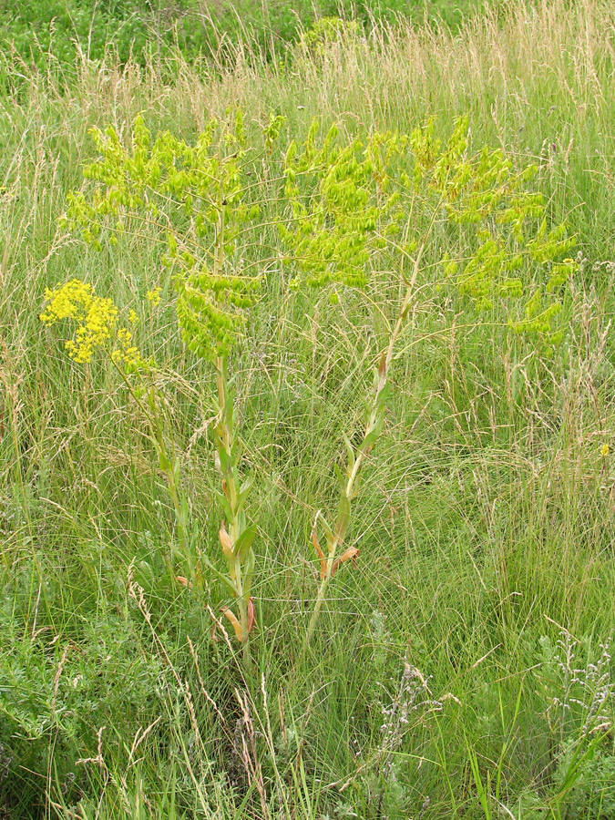 Image of Isatis campestris specimen.