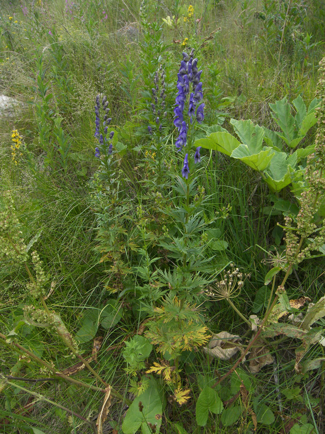 Изображение особи Aconitum nasutum.