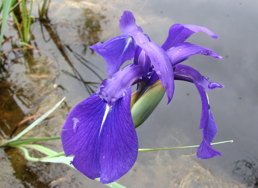 Image of Iris laevigata specimen.