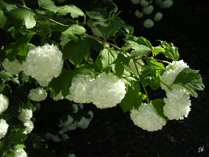 Изображение особи Viburnum opulus f. roseum.