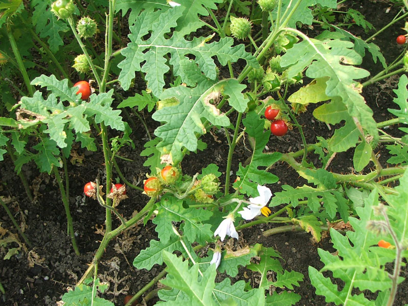 Image of Solanum sisymbriifolium specimen.