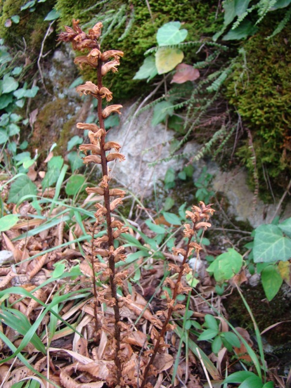 Изображение особи Orobanche hederae.