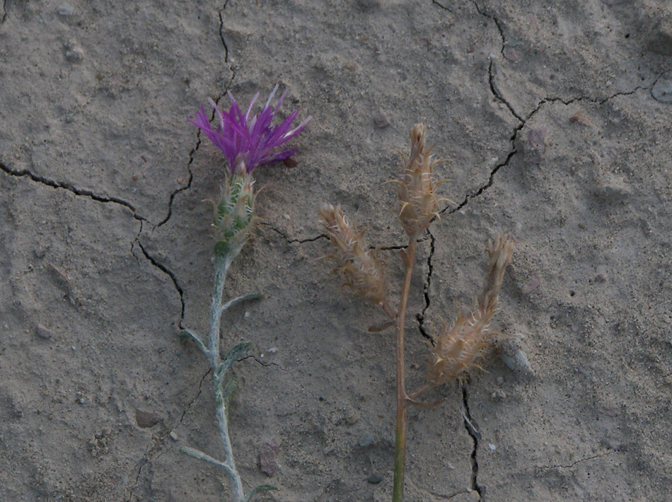 Image of Centaurea caspia specimen.