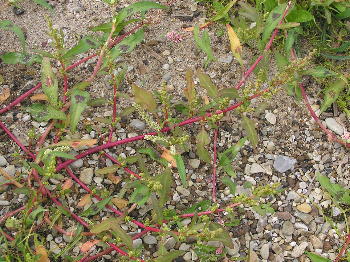 Image of Oxybasis glauca specimen.