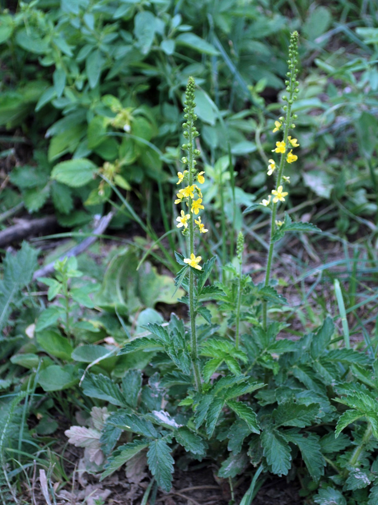 Image of Agrimonia asiatica specimen.