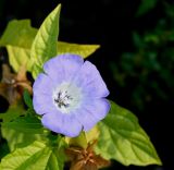 Nicandra physalodes. Цветок. Германия, г. Krefeld, ботанический сад. 16.09.2012.