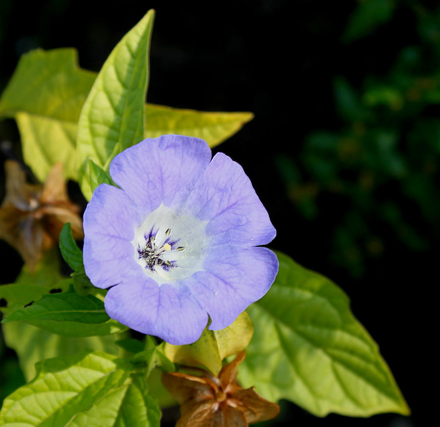 Image of Nicandra physalodes specimen.