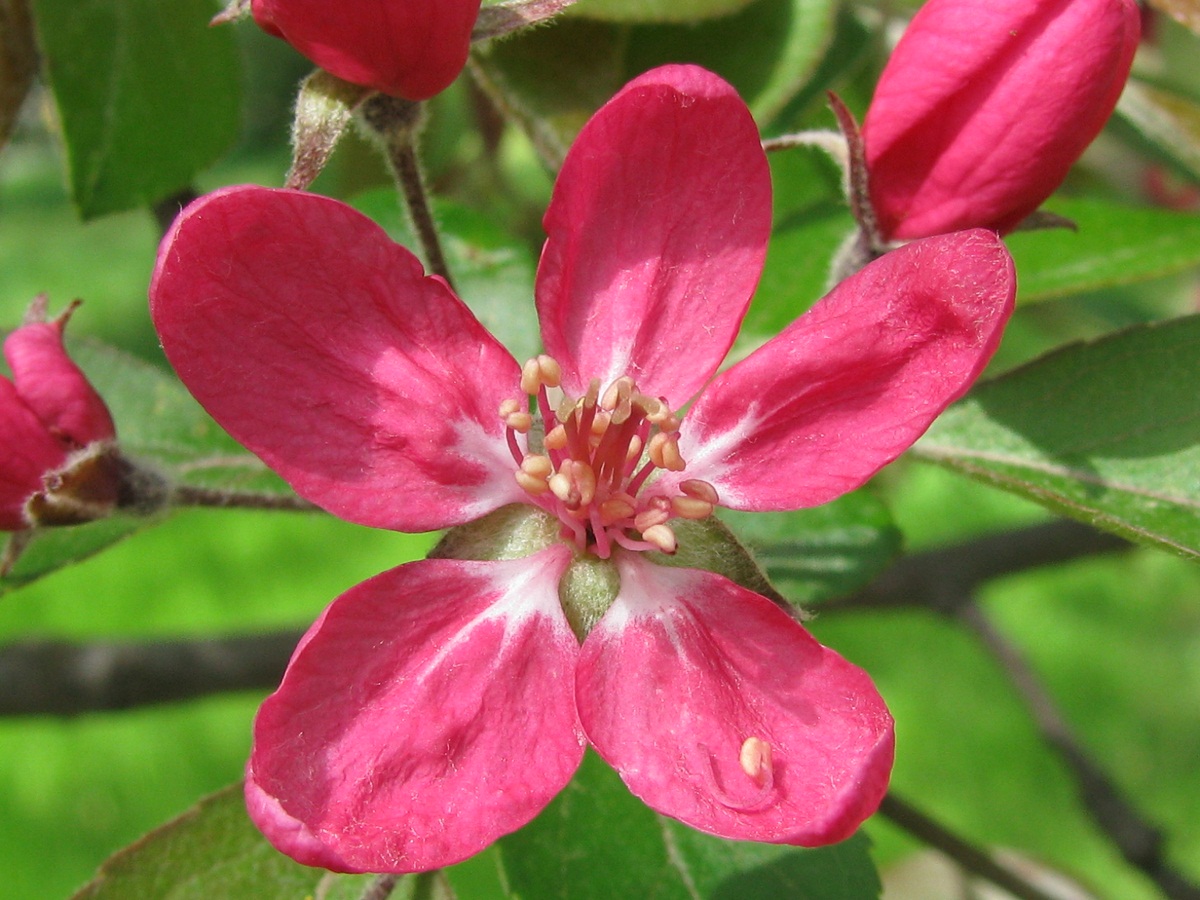 Image of Malus niedzwetzkyana specimen.