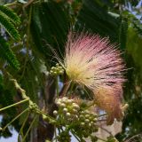 Albizia julibrissin. Распустившиеся и нераспустившиеся соцветия. Испания, автономное сообщество Андалусия, провинция Кордова, г. Кордова. 13.07.2012.