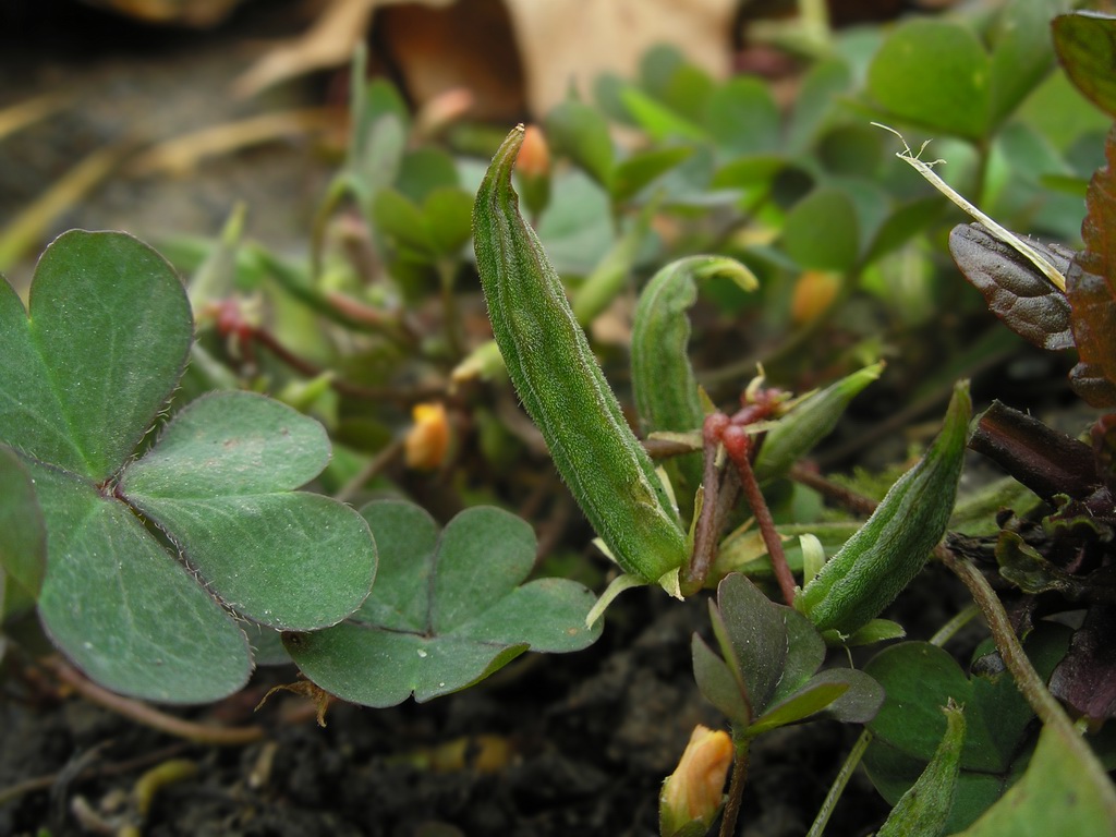 Изображение особи Oxalis corniculata.