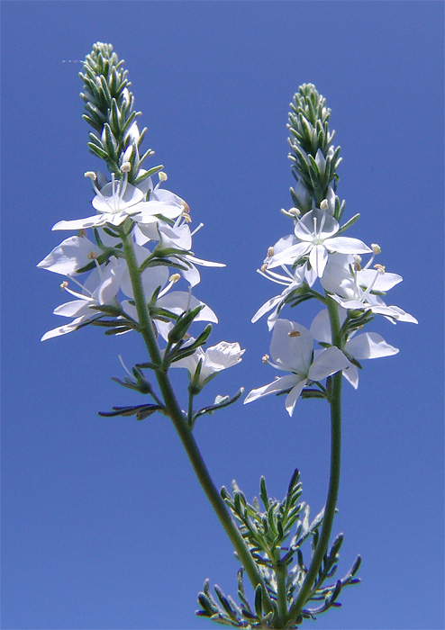 Image of Veronica multifida specimen.