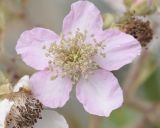 Rubus sanctus