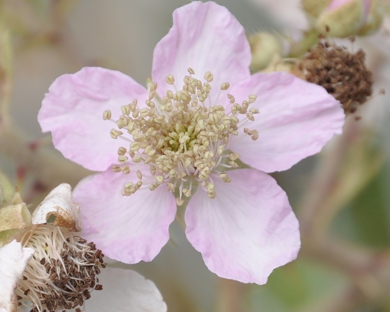 Image of Rubus sanctus specimen.