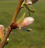 Salix × eriophora. Распускающееся мужское соцветие. Московская обл., Лотошинский р-н, окр. дер. Савостино. 13.05.2013.