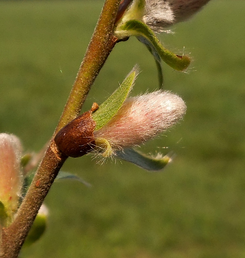 Image of Salix &times; eriophora specimen.