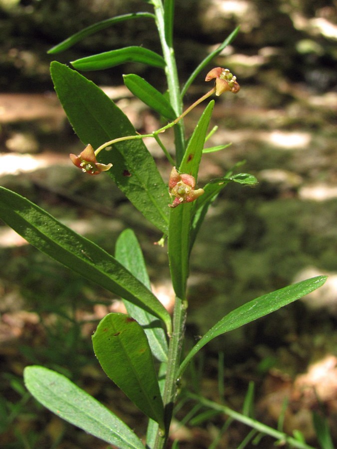 Image of Euonymus nanus specimen.