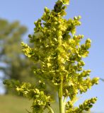 Veratrum lobelianum. Часть соцветия. Тульская обл., Плавский р-н, окр. пос. Молочные Дворы, овраг. 11.06.2013.