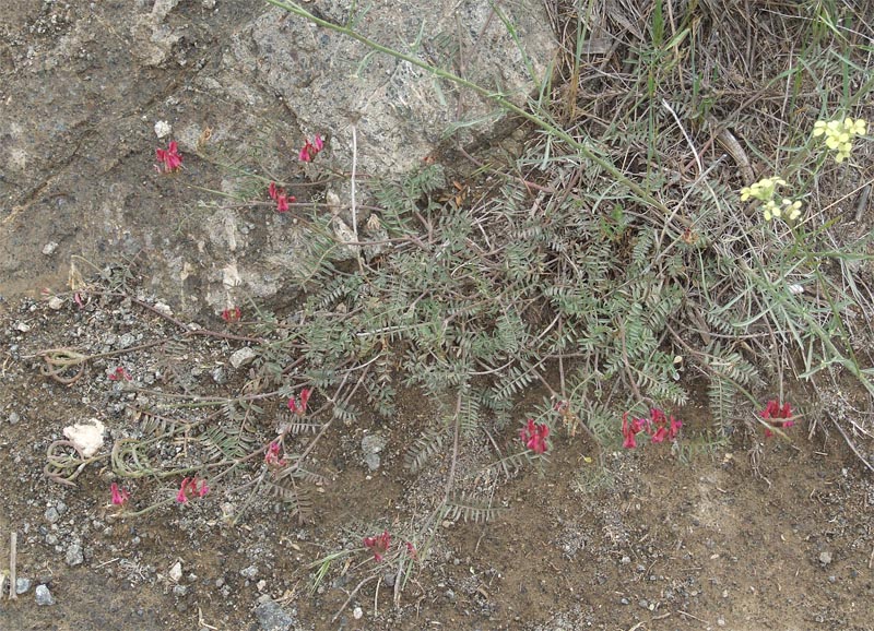 Изображение особи Astragalus ornithopodioides.