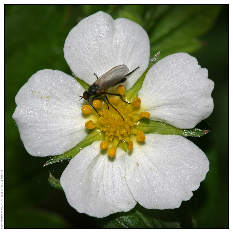 Изображение особи Fragaria vesca.