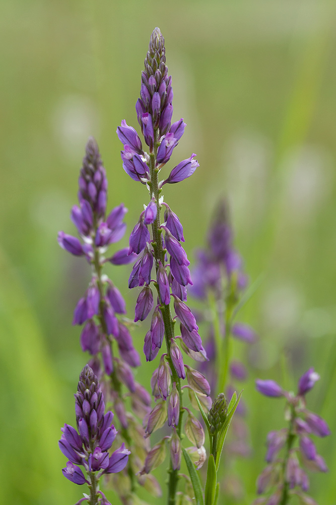 Image of Polygala comosa specimen.