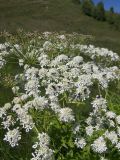 Heracleum asperum