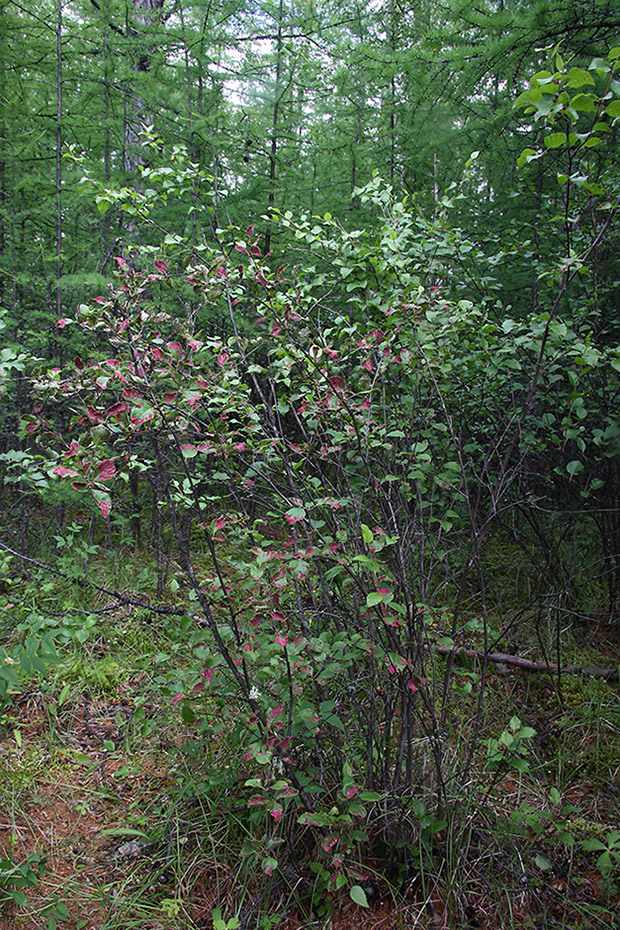 Image of Betula fruticosa specimen.