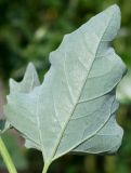 Atriplex sagittata. Обратная сторона листа. Германия, г. Krefeld, Ботанический сад. 06.08.2013.