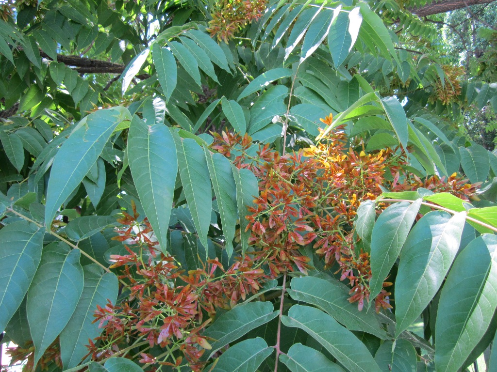 Изображение особи Ailanthus altissima.