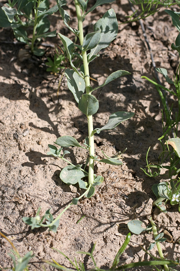 Image of Haplophyllum versicolor specimen.